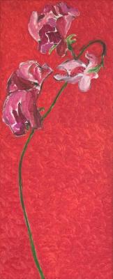 roze lathyrus op rood roze lathyrus op rood
