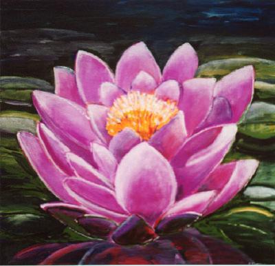 Rose waterlelie Rose waterlelie