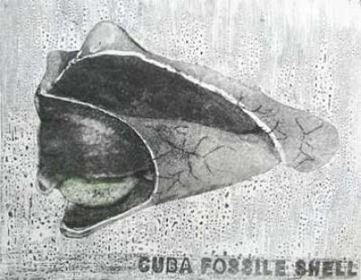 Cuba fossile shell Cuba fossile shell