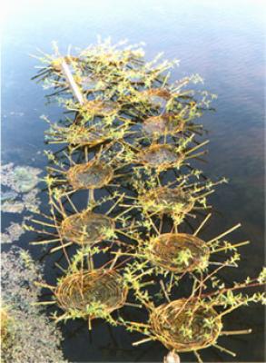 Floating Structures Floating Structures