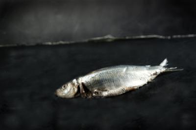 Fish on the dry Fish on the dry