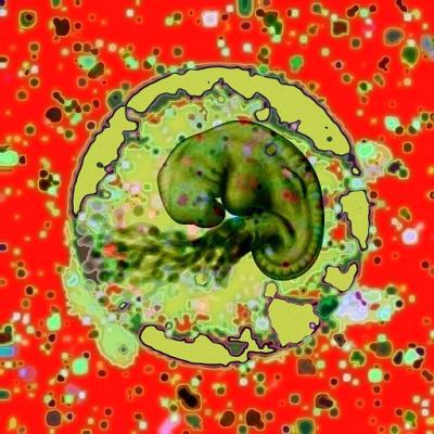 Embryo 2 Embryo 2