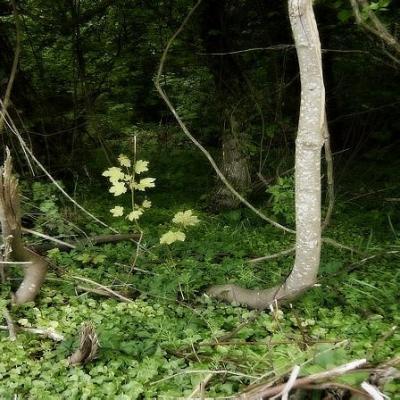 Wild Woods Wild Woods