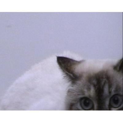 Teasing Japanese Pussy Teasing Japanese Pussy