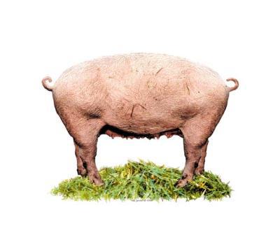 Real Manipulated Pig Real Manipulated Pig