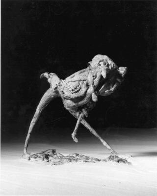 vogelvrouw vogelvrouw