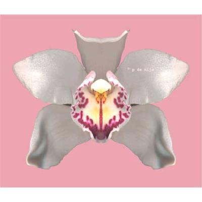 orchid pink orchid pink