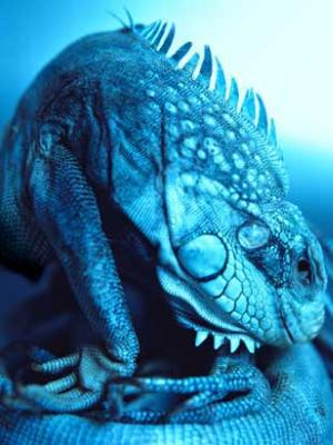 Leguator Leguator