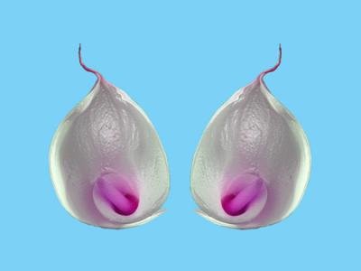 duo calla duo calla