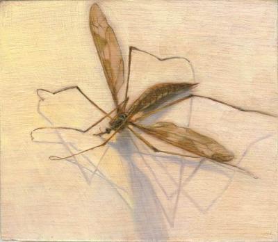Tipula maxima Tipula maxima