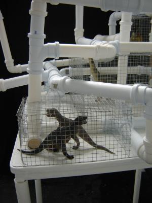 dinosauruniverse dinosauruniverse