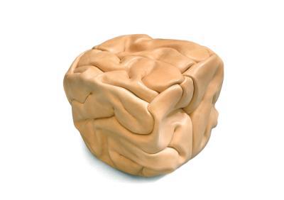 The brain The brain