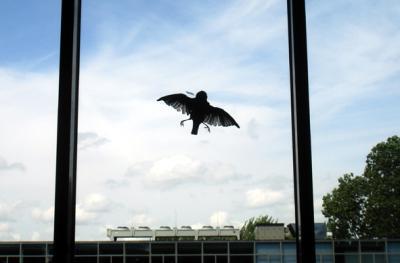 Untitled Bird Untitled Bird