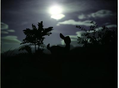 Hert/deer Hert/deer