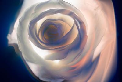 Rose 1 Rose 1