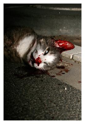 Dode Kat Dode Kat