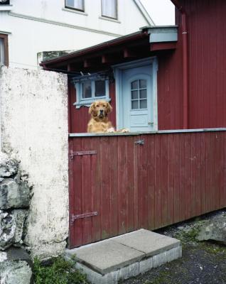 Faroer Eilanden 14 Hond Faroer Eilanden 14 Hond