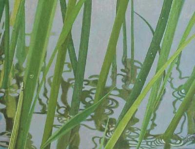 Riet Riet