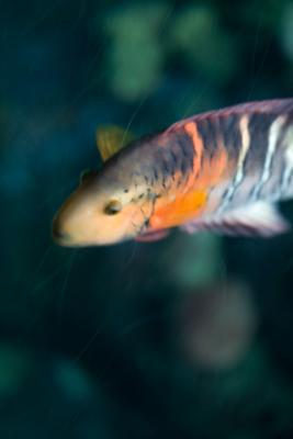 Fish Fish
