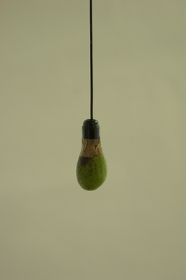 aguacate aguacate