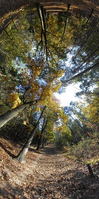 Herfstbos Driebergen 4 Herfstbos Driebergen 4