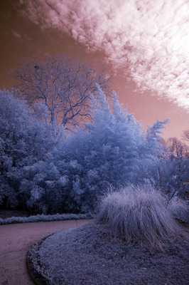 Hortus 00068 Hortus 00068