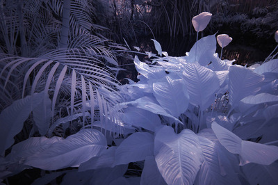 Hortus 00495 Hortus 00495
