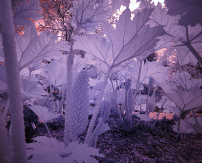 Hortus 01147 Hortus 01147