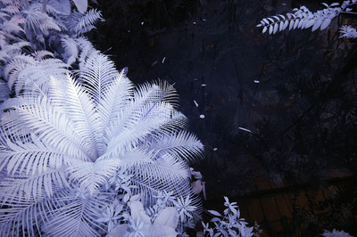 Hortus 00058 Hortus 00058
