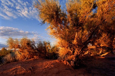 Salicornia in Gobi Salicornia in Gobi