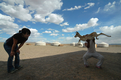Mongolian gazelle in Gobi Mongolian gazelle in Gobi