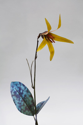 Erythronium propullans Erythronium propullans