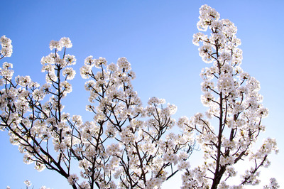 witte bloesem witte bloesem