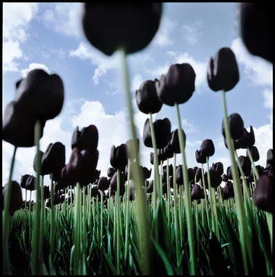 Zwarte Tulpen Zwarte Tulpen