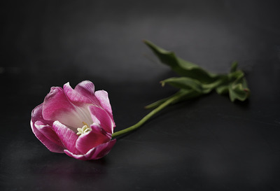 Tulp Tulp