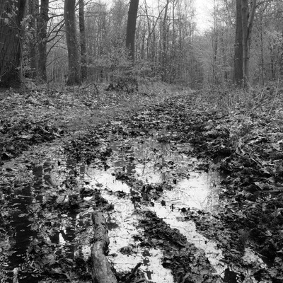 Swamp fairy Swamp fairy