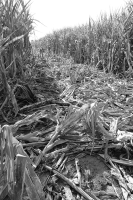 The cornfield The cornfield