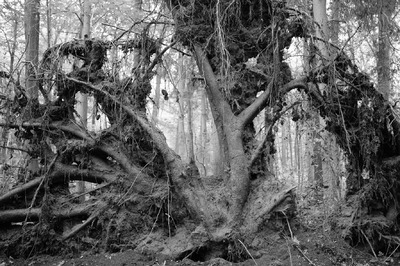 The inscrutable life The inscrutable life
