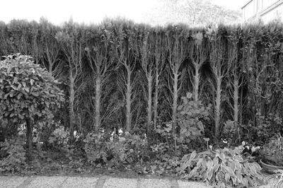 Achtertuin Achtertuin