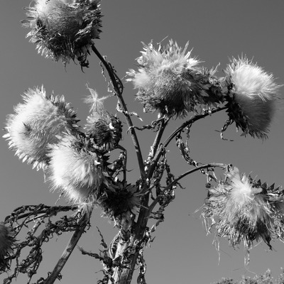 Knikkende distel Knikkende distel