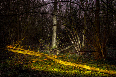 Vliegenbos bos serie lente Vliegenbos bos serie lente