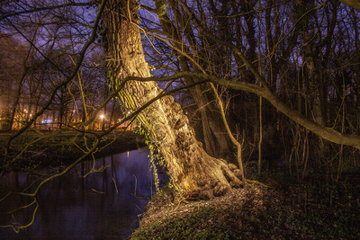 vliegenbos oude boom vliegenbos oude boom