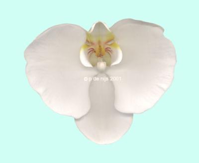 orchid orchid