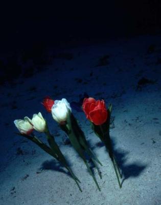 tulp tulp