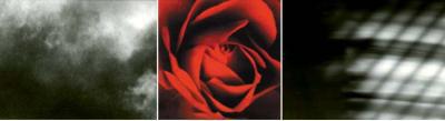 Anima Mundi (Rose) Anima Mundi (Rose)