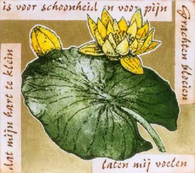 Grachten Bloeien Grachten Bloeien