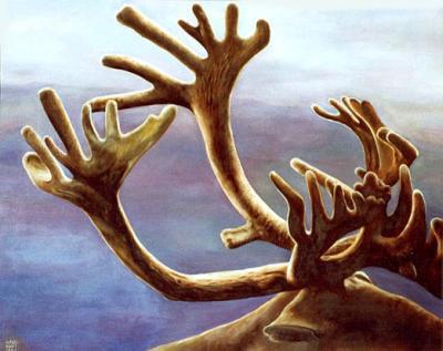 Caribou Caribou