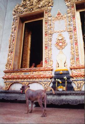 thai temple dog thai temple dog