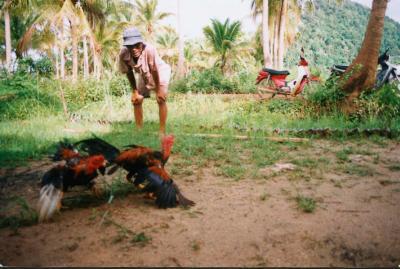 cockfighting cockfighting