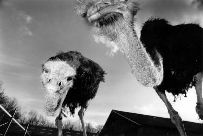 struisvogels struisvogels